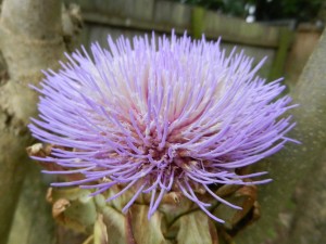 Artichoke flower