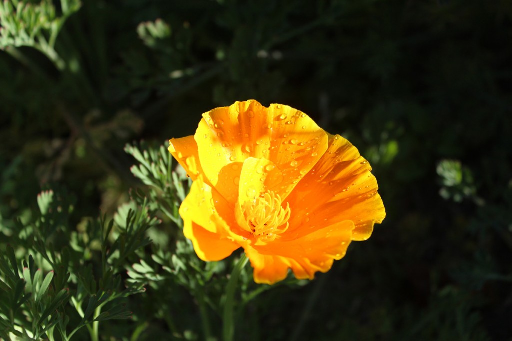 California Poppy