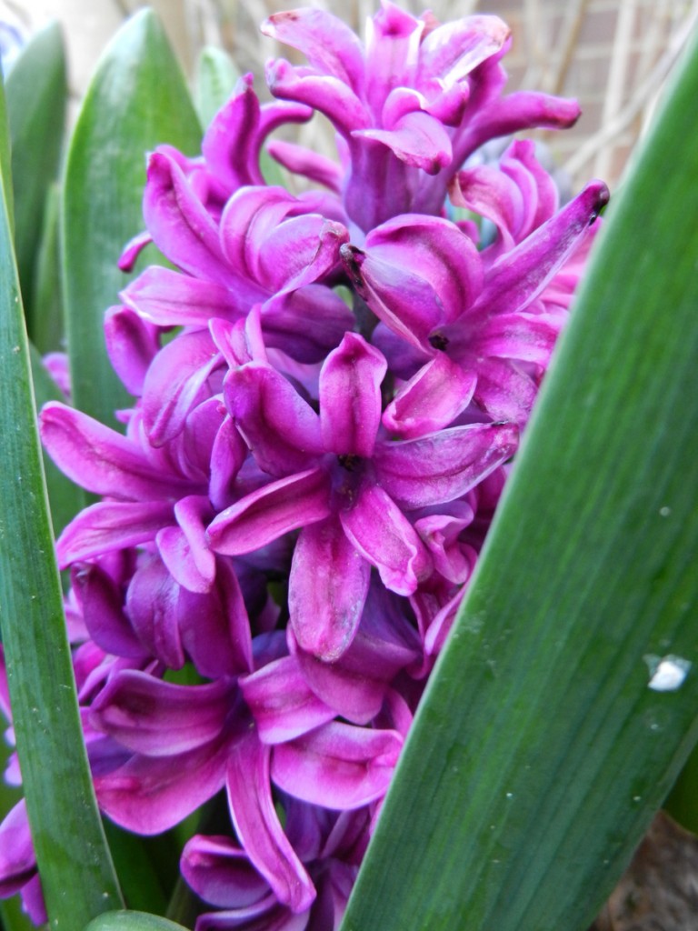 Hyacinth