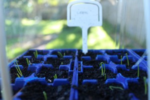 Leek germinating