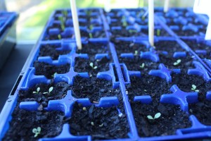 Rudbeckia germinating