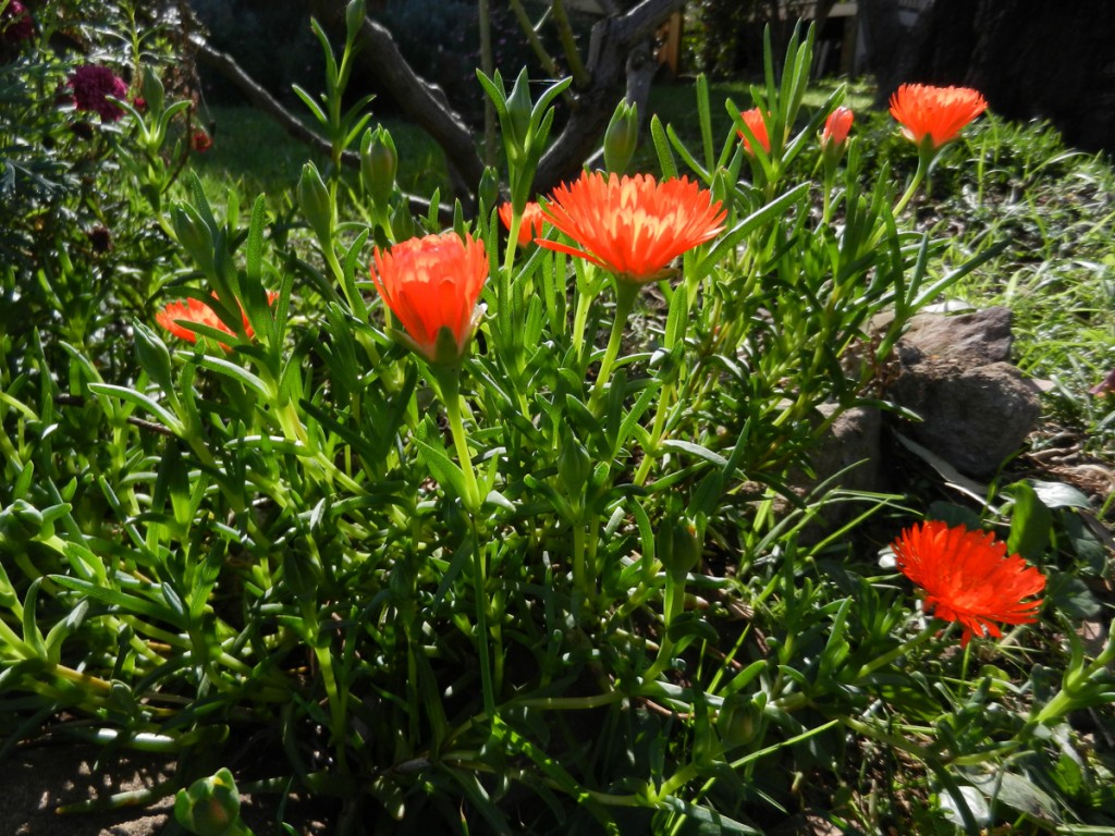 Orange Pigface