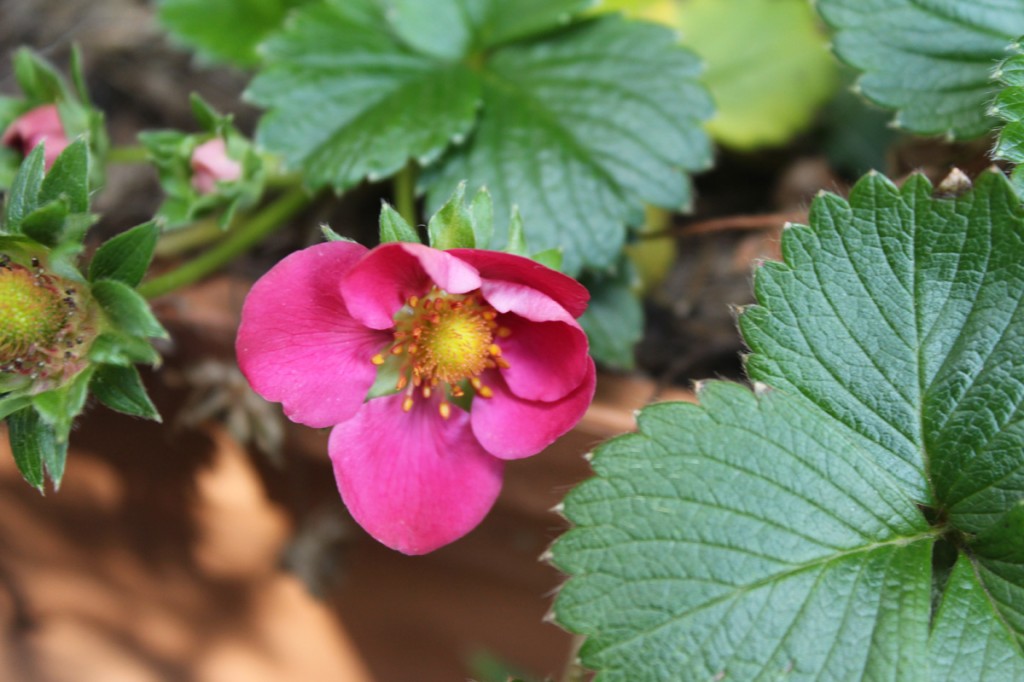 Strawberry flowers