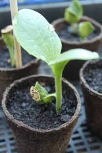 Zucchini germination