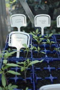 tomato germination